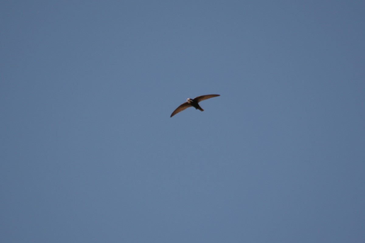 Martinet des maisons - ML565944341