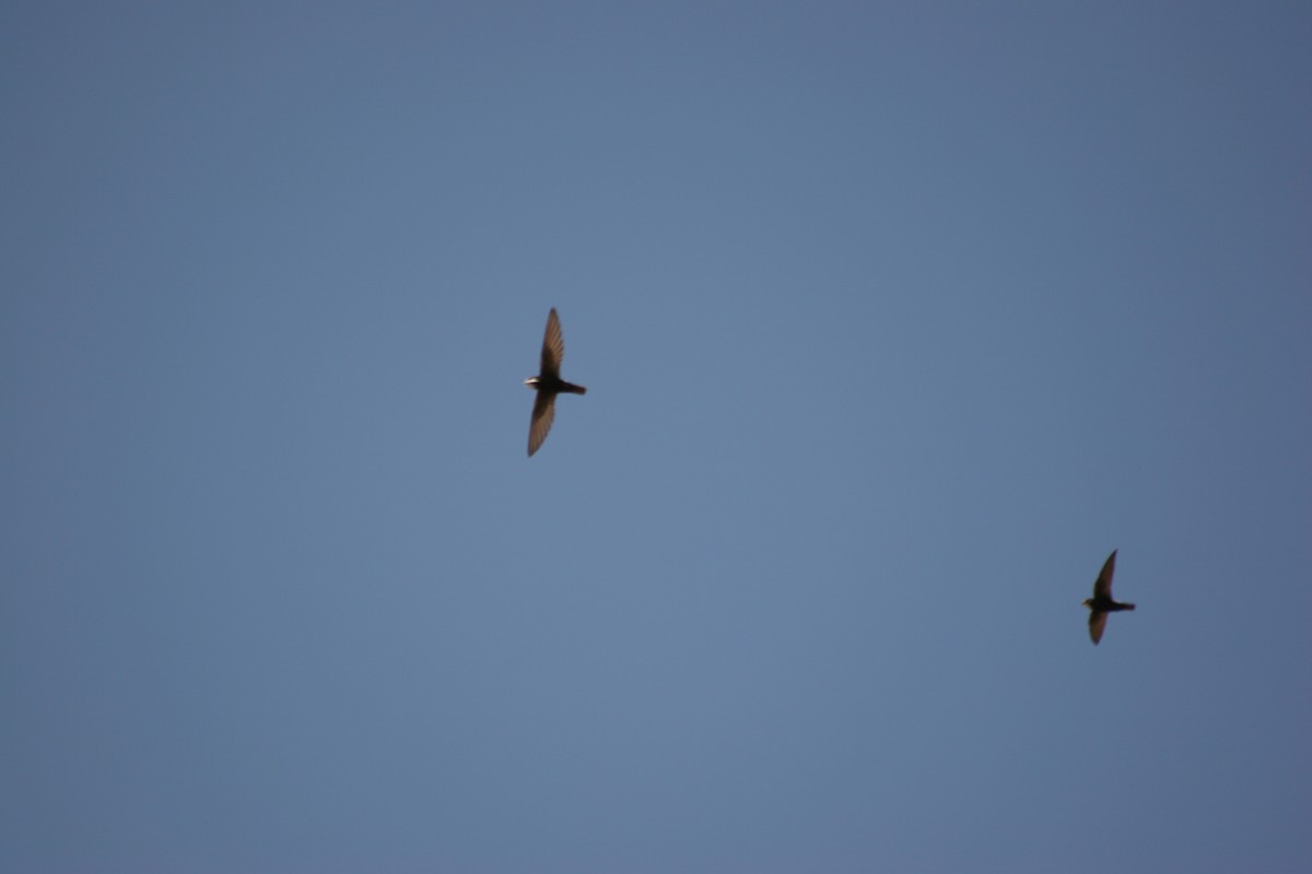 Martinet des maisons - ML565944351