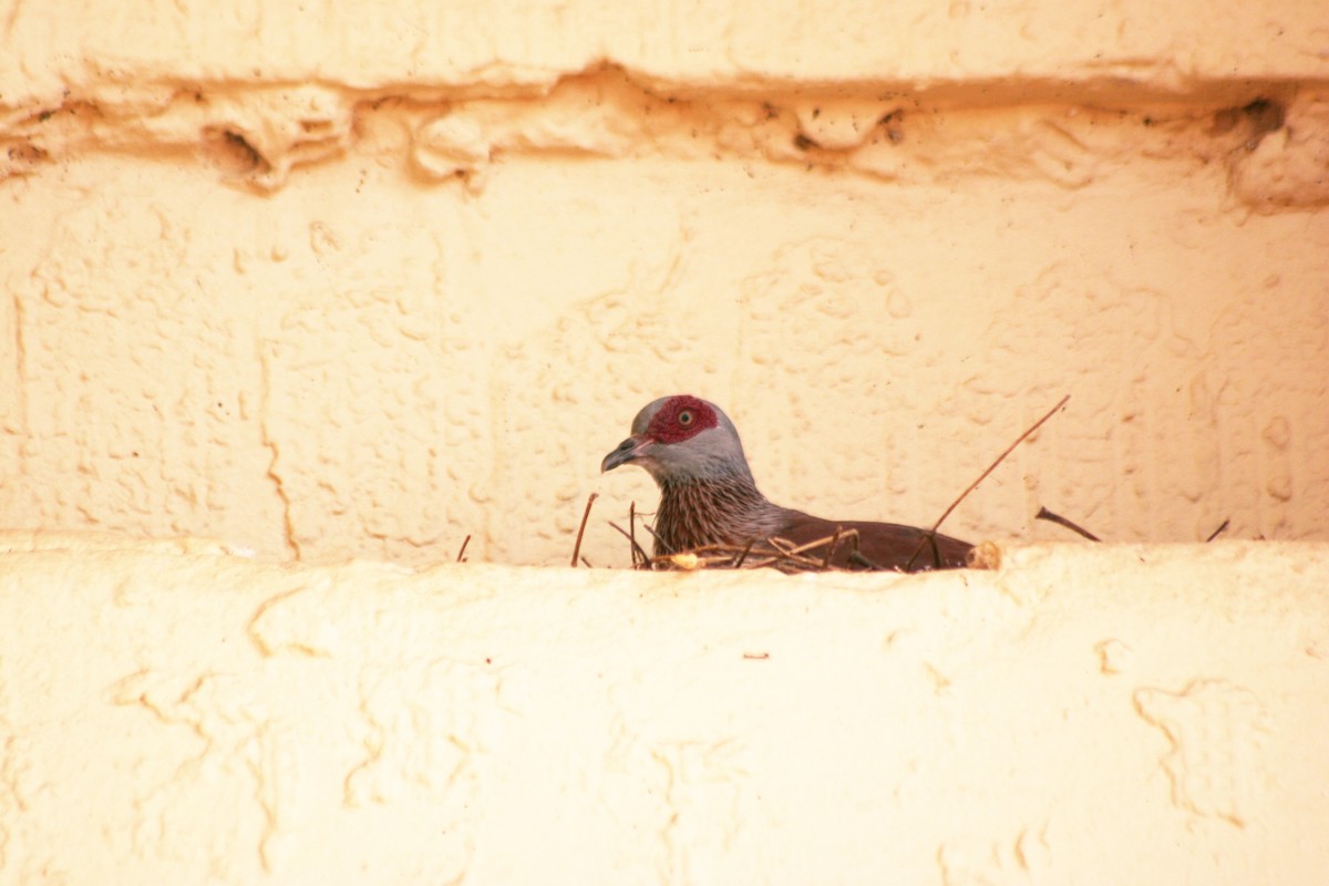 Speckled Pigeon - ML565944421