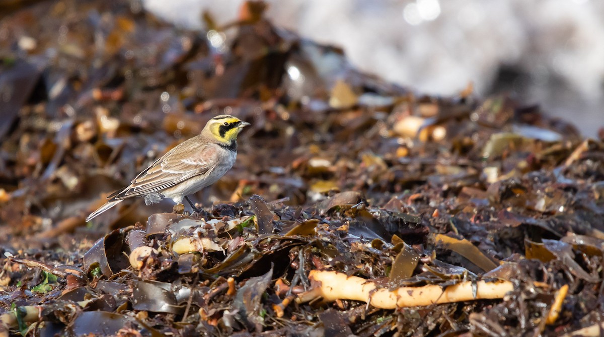 Horned Lark - Bruno García