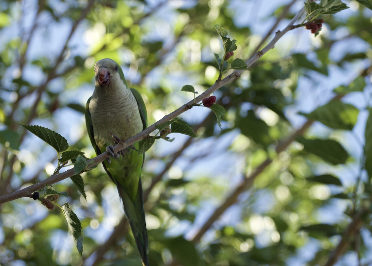 Monk Parakeet - ML565946381