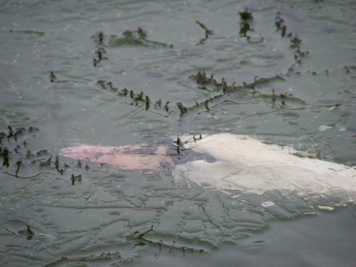 Хуруут хун - ML565946401