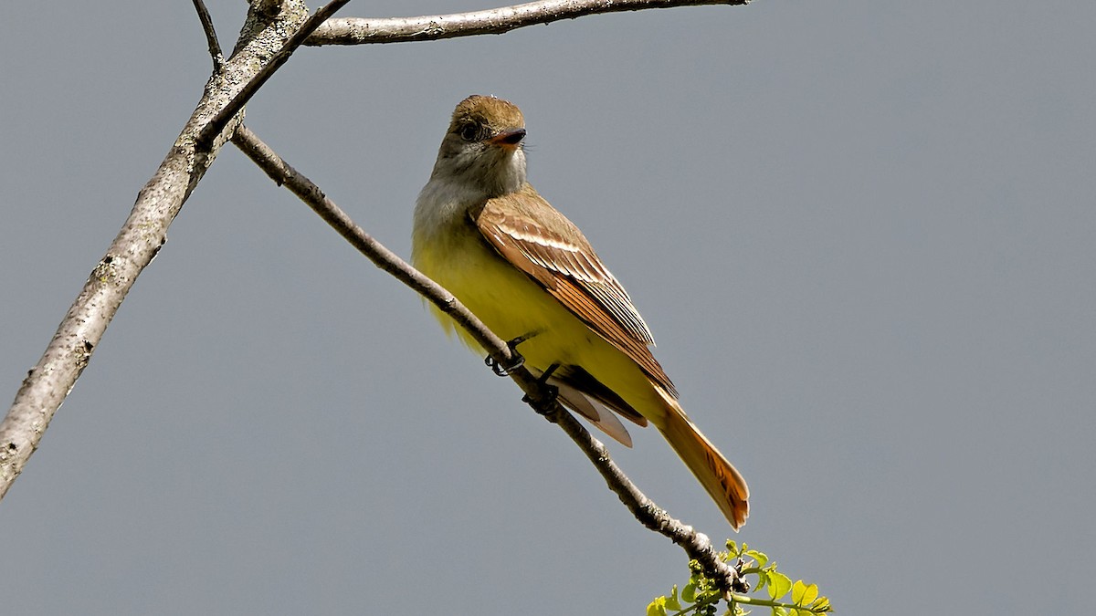 Great Crested Flycatcher - ML565946761