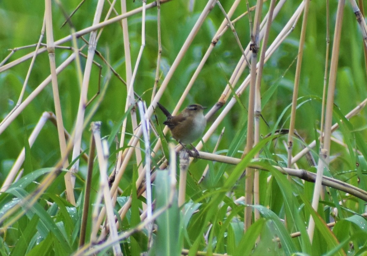 Marsh Wren - ML565946901