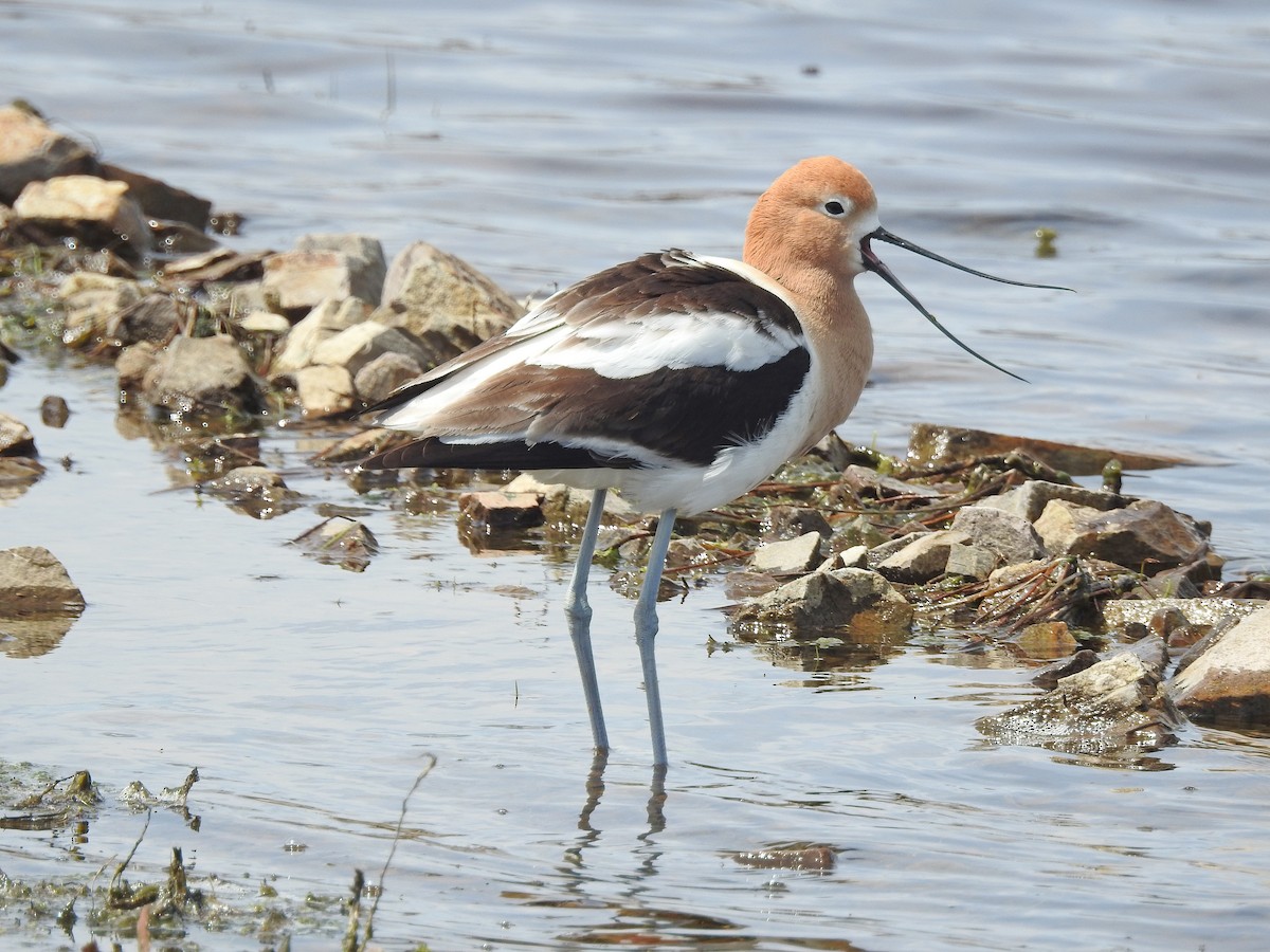 American Avocet - ML56594701