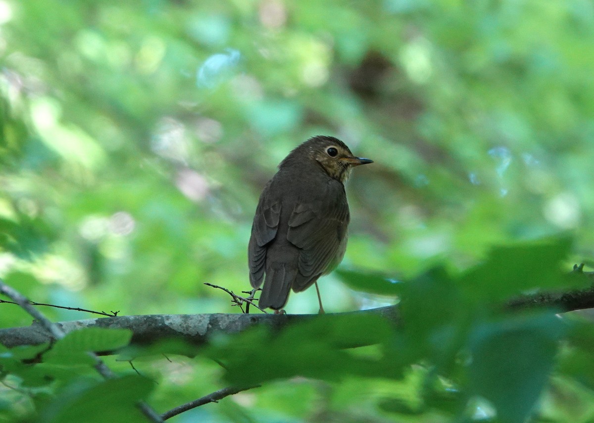 Swainson's Thrush - ML565947071