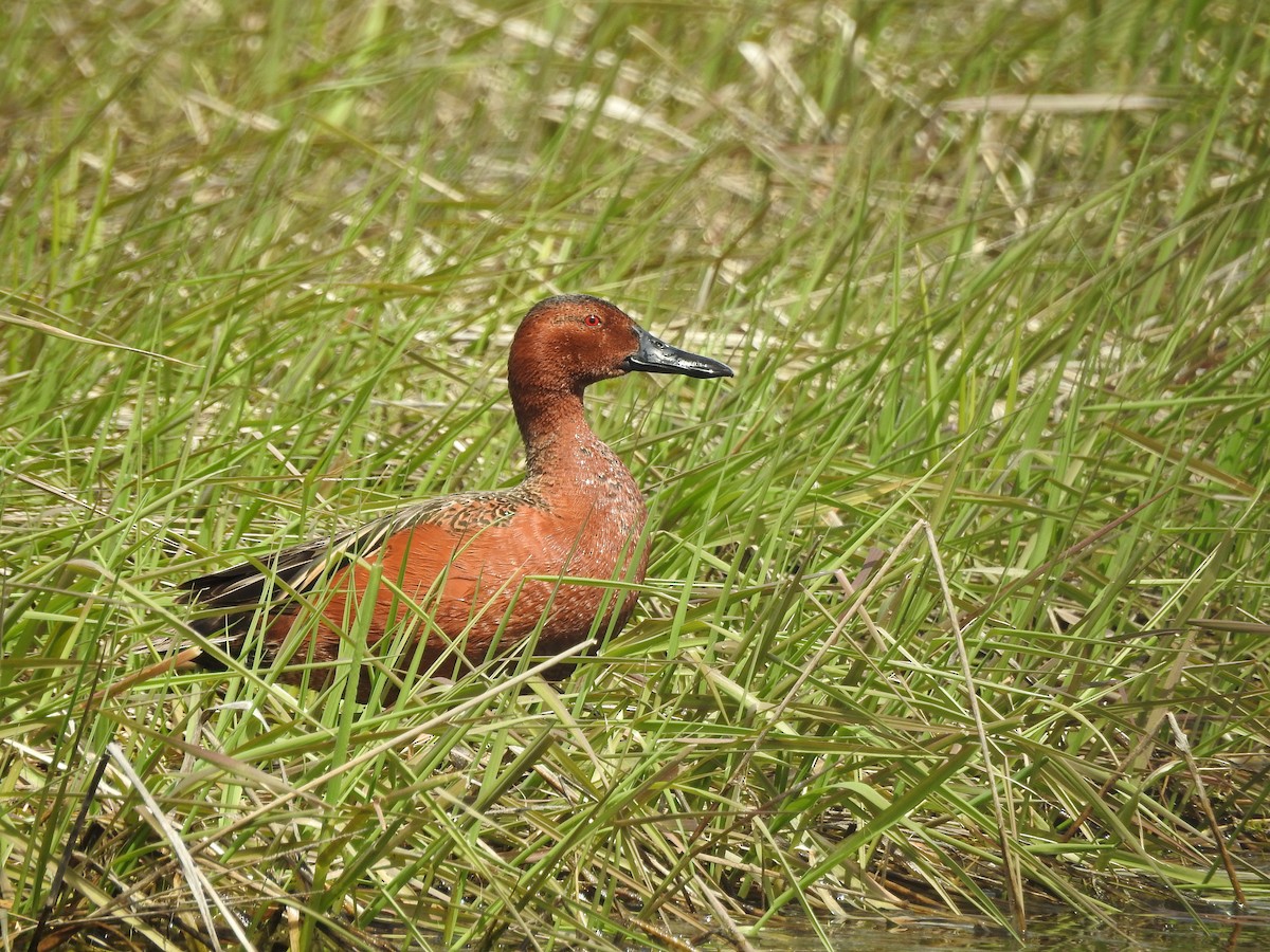 Cinnamon Teal - ML56594781