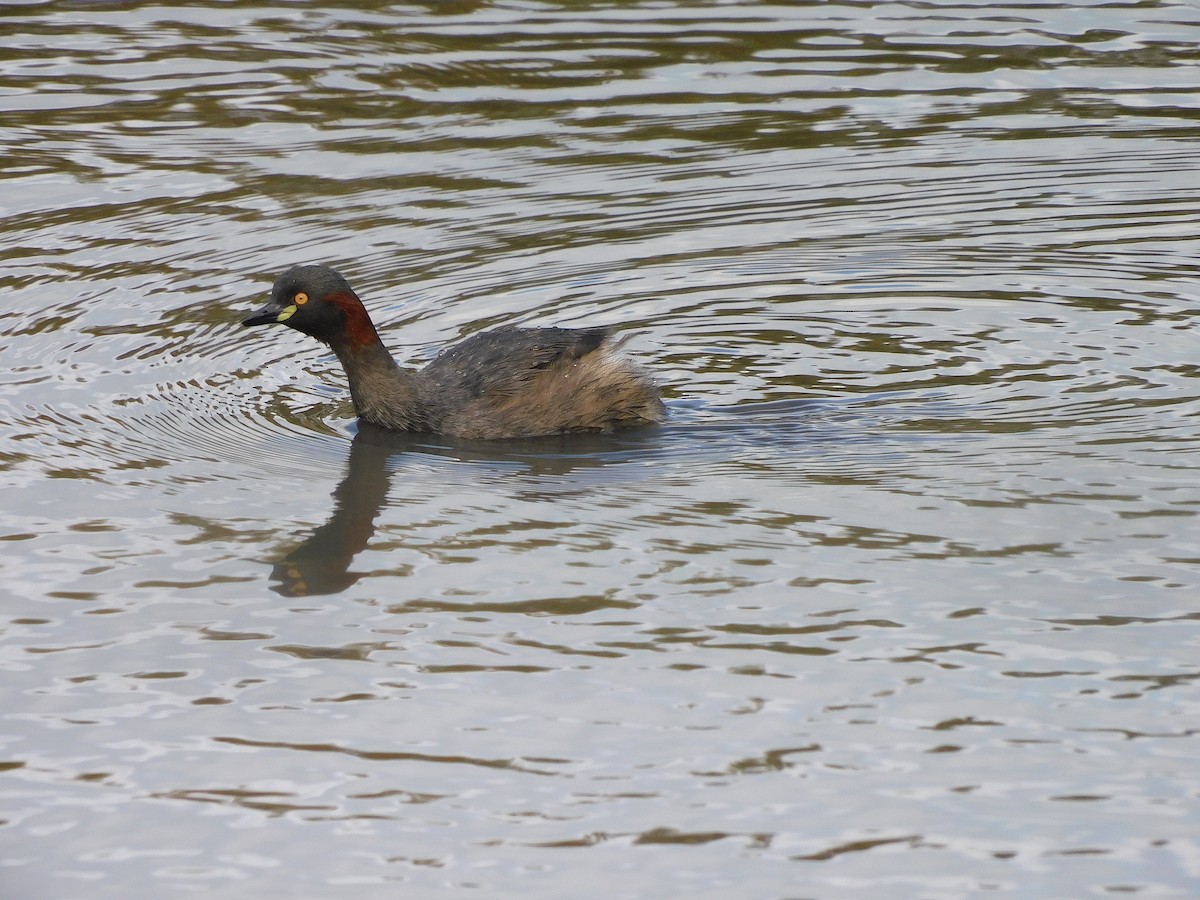 Australasian Grebe - George Vaughan