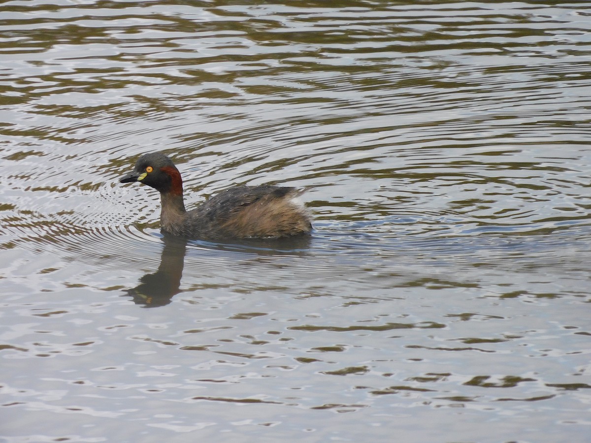 Australasian Grebe - George Vaughan