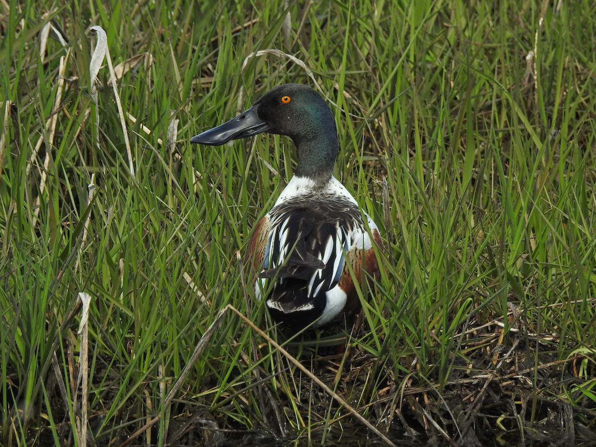 Northern Shoveler - ML56594841