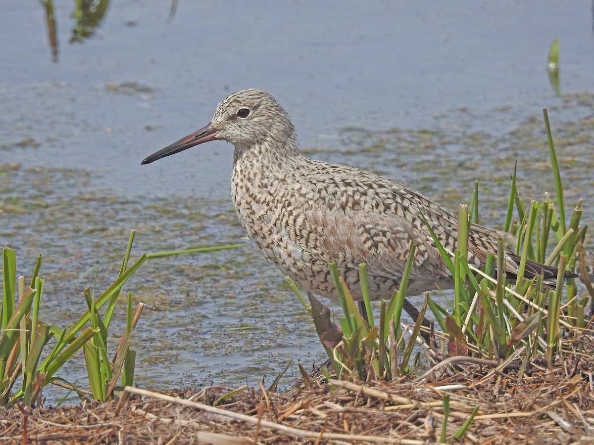 Willet - ML56594941