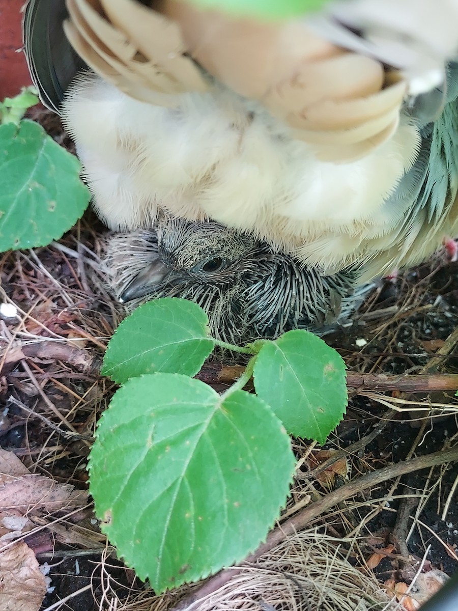 Mourning Dove - ML565949571