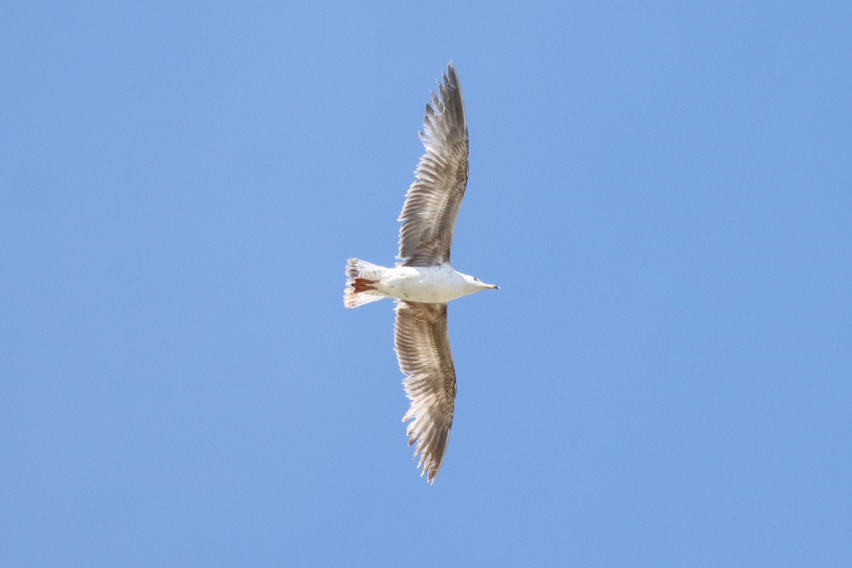 Larus sp. - ML565949691