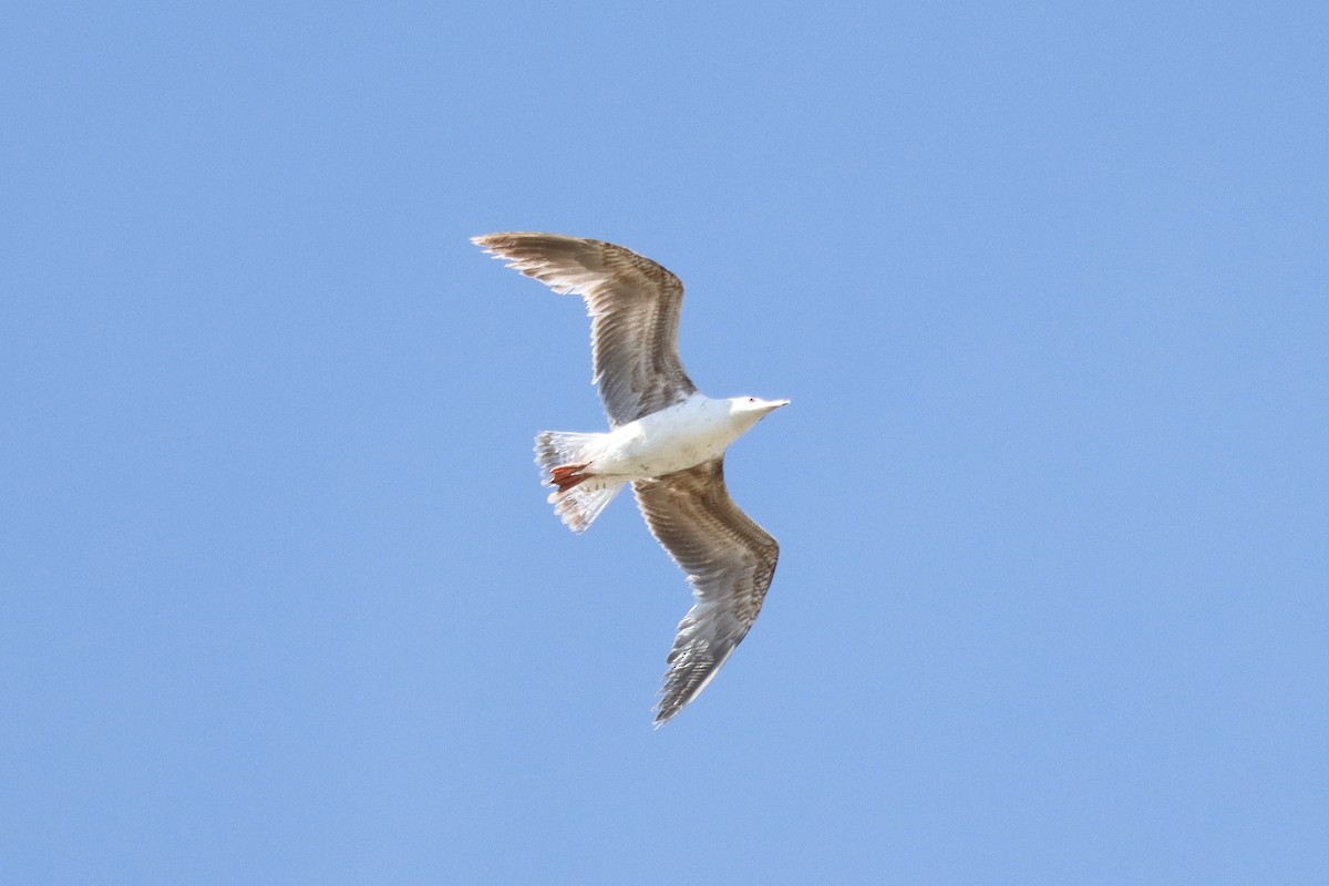 tanımsız Larus sp. - ML565949701