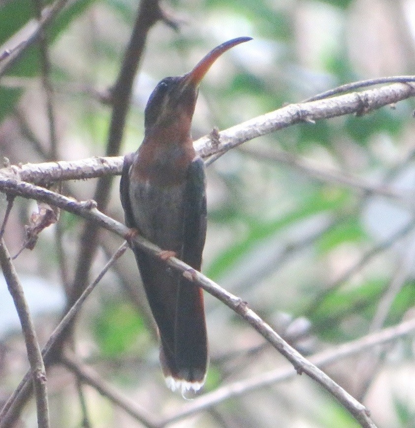 Rufous-breasted Hermit - ML565949821