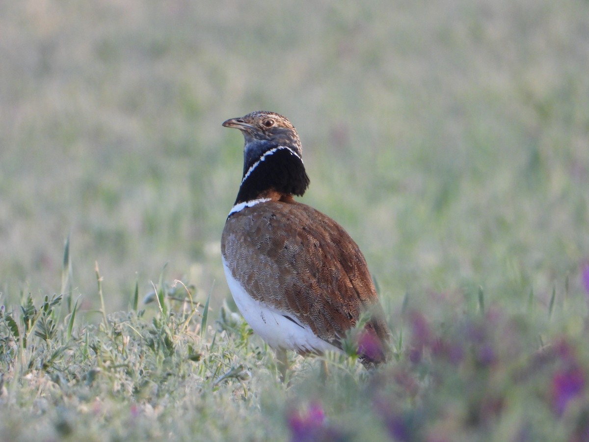 Little Bustard - David Cantalejo