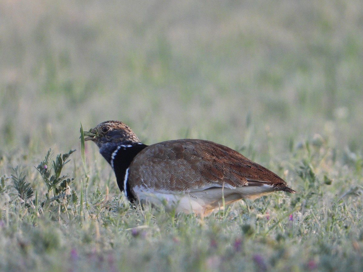 Little Bustard - ML565950761