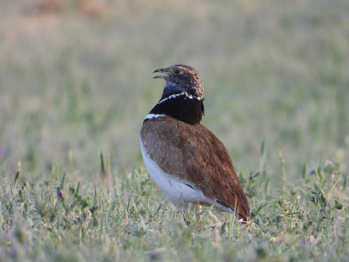 Little Bustard - ML565950771