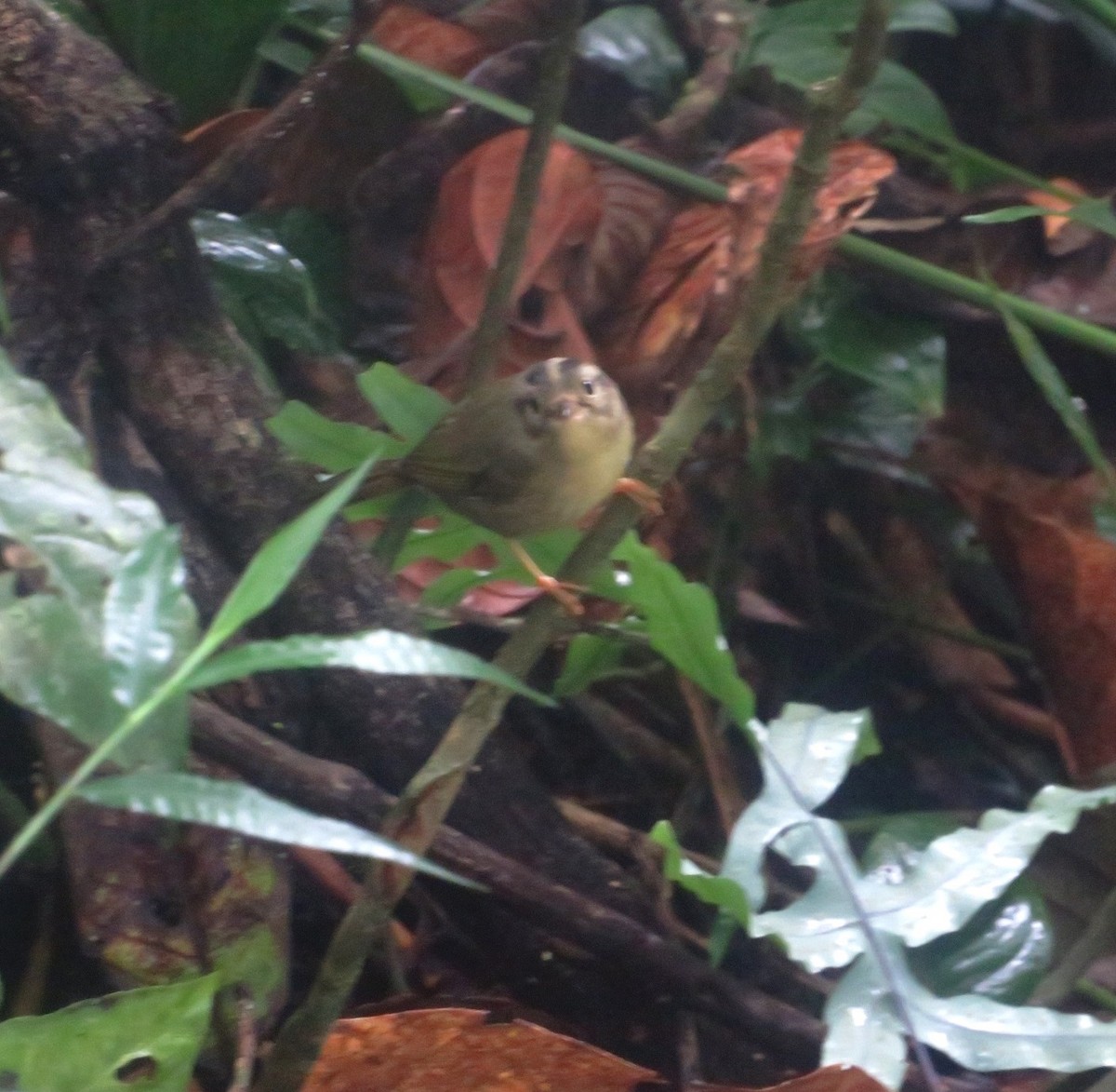 Three-striped Warbler - Alfredo Correa