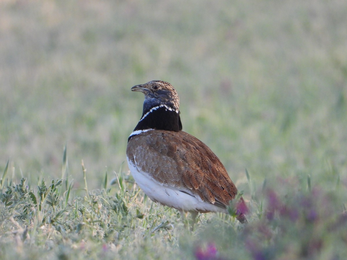 Little Bustard - ML565951791