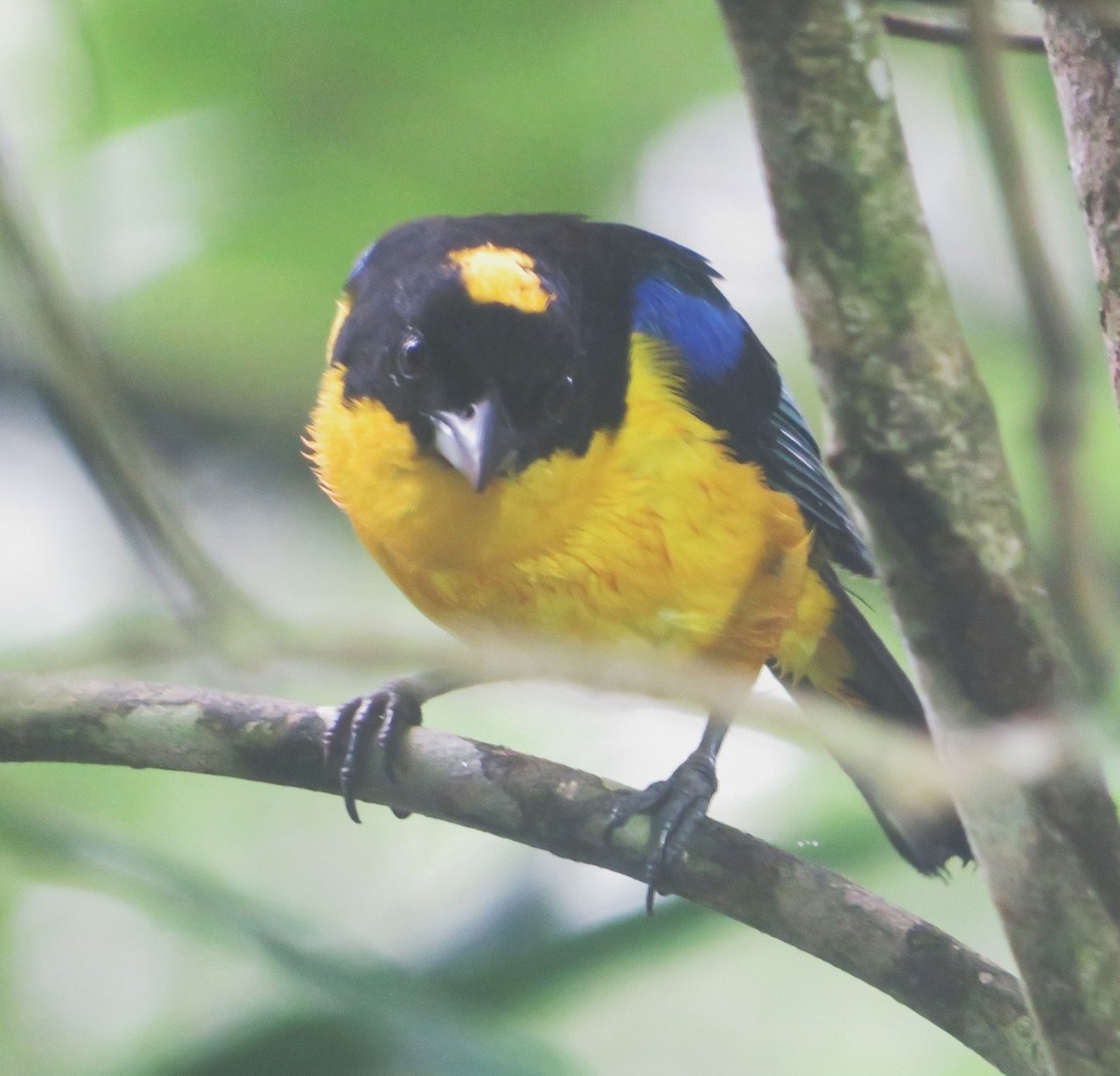 Blue-winged Mountain Tanager - Alfredo Correa