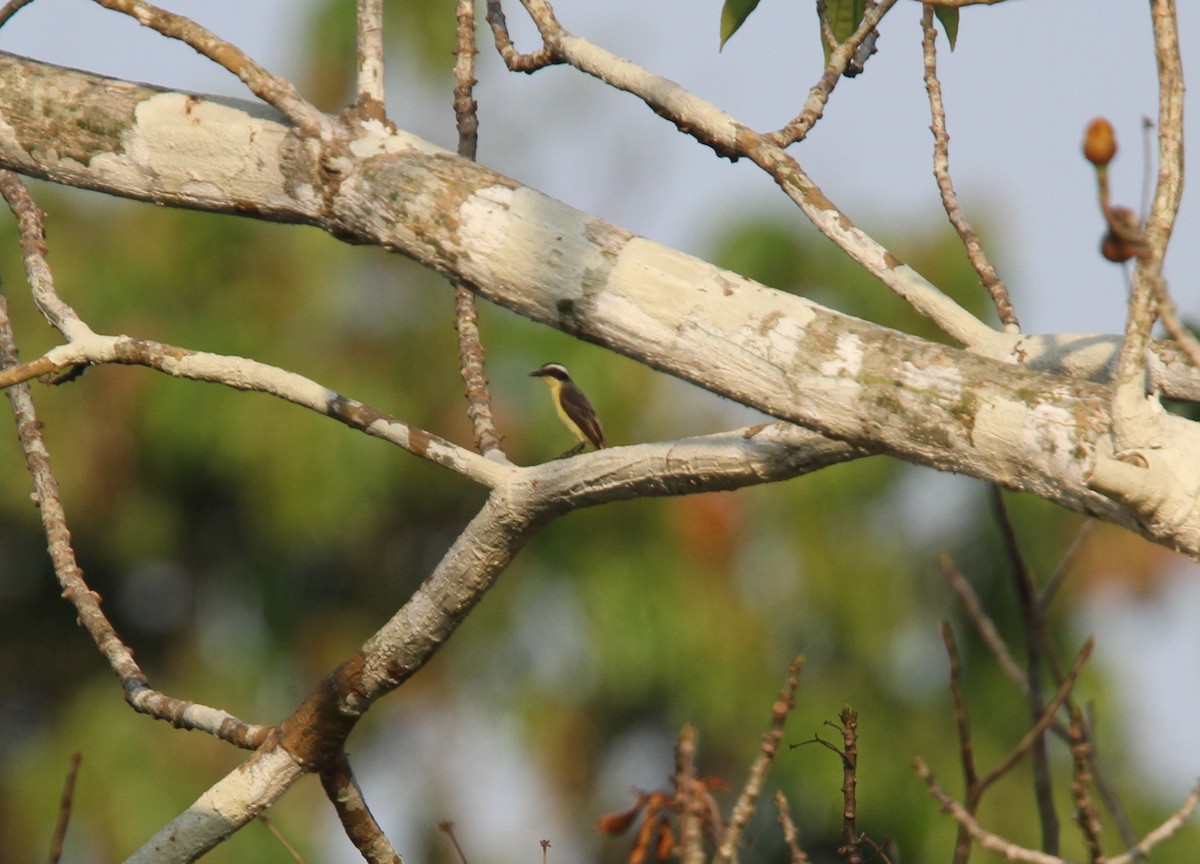 Yellow-throated Flycatcher - ML56595331