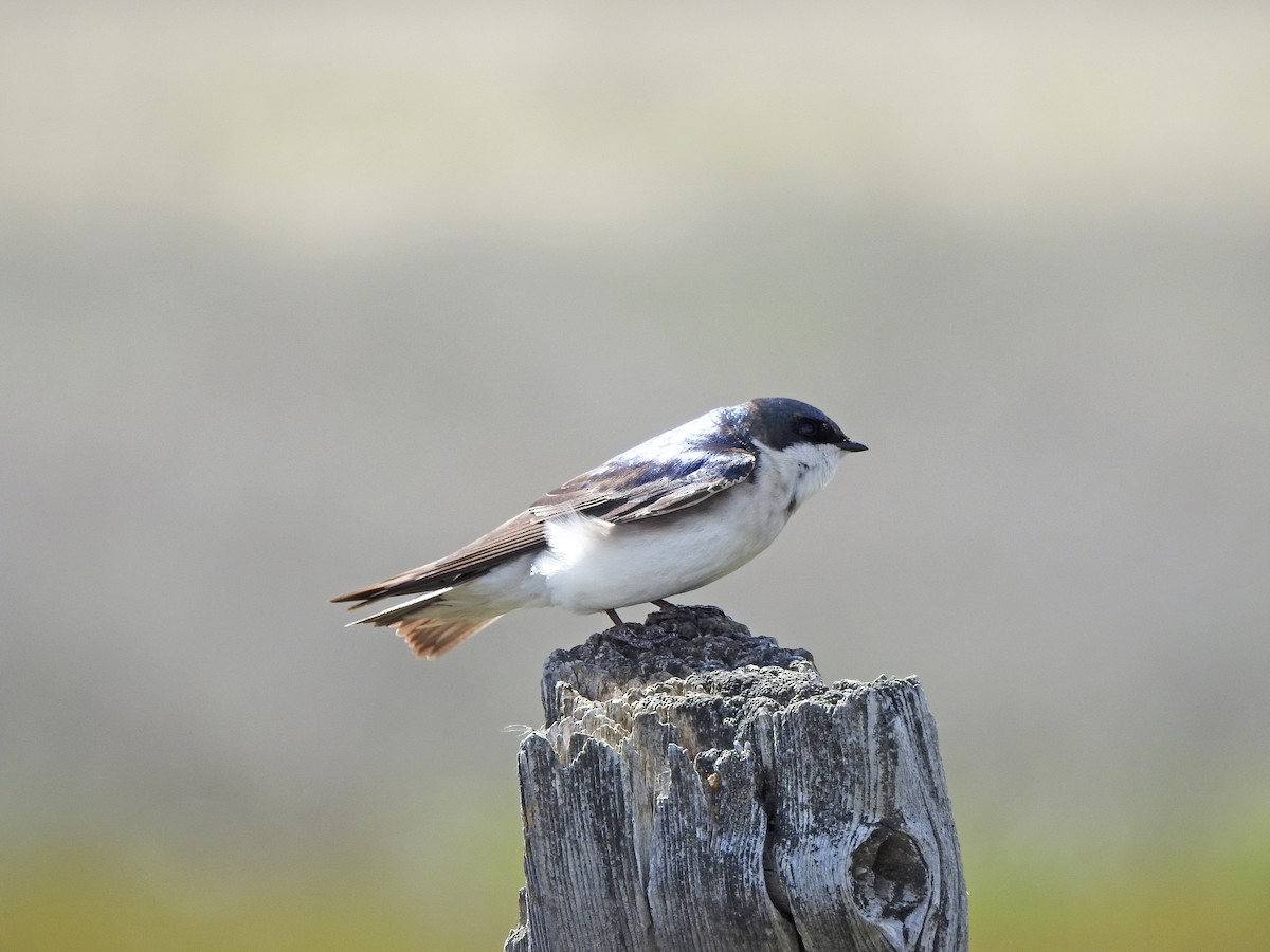 Tree Swallow - ML56595371