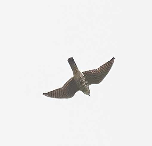 Хайргууна шонхор - ML565953721