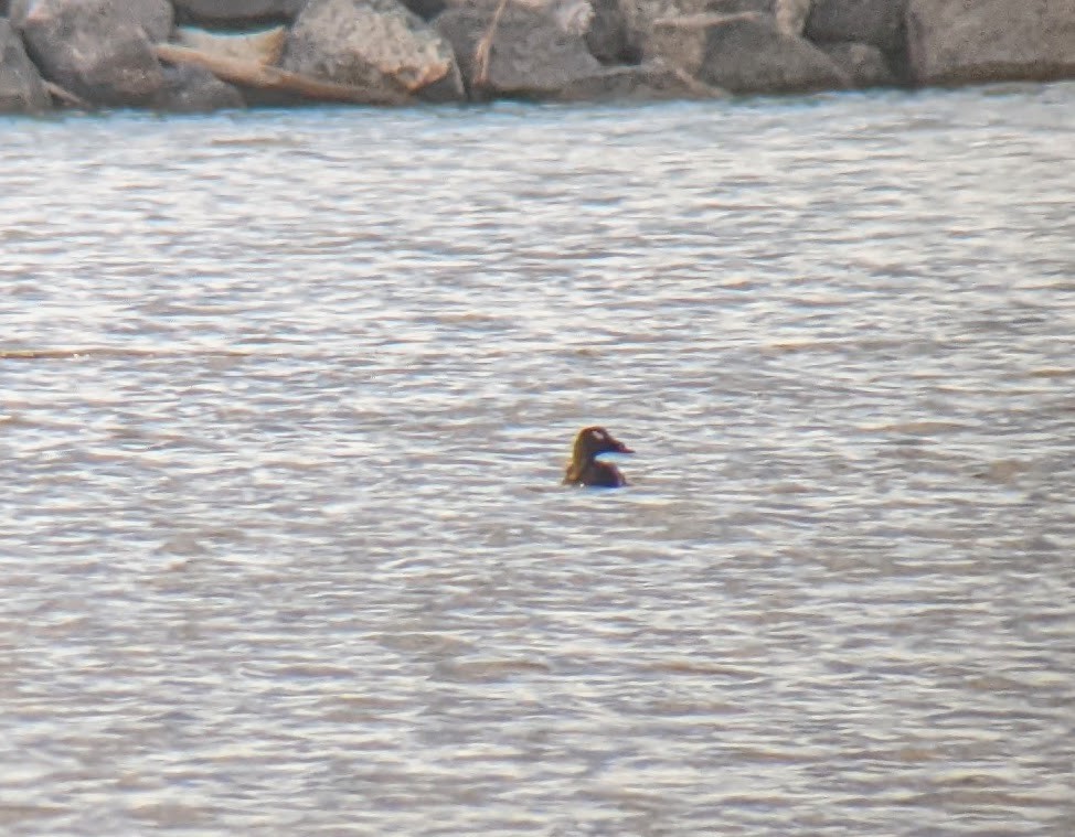 White-winged Scoter - ML565954021