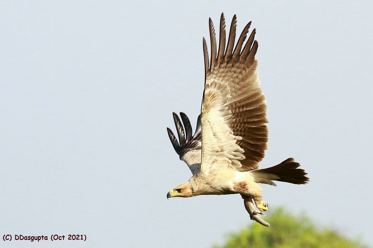 Tawny Eagle - ML565954241