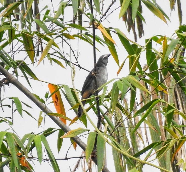 Pepitero Grisáceo del Amazonas - ML565954481