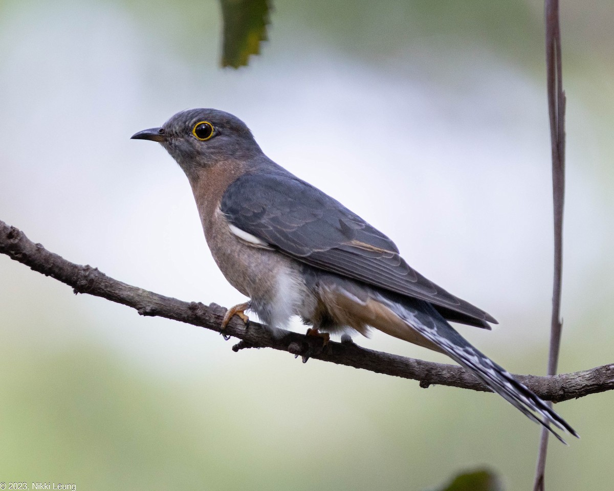 Fan-tailed Cuckoo - ML565955161