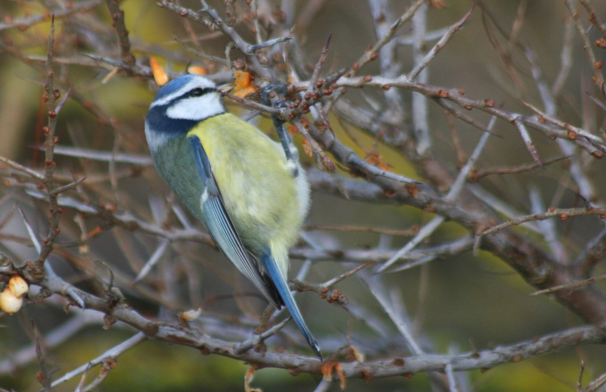 Eurasian Blue Tit - ML565955321