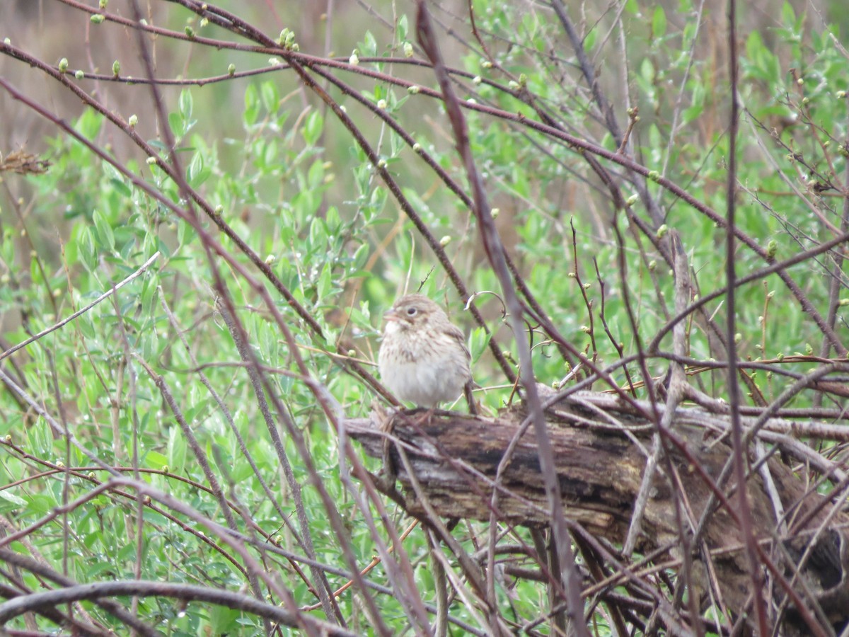 Vesper Sparrow - ML56595561