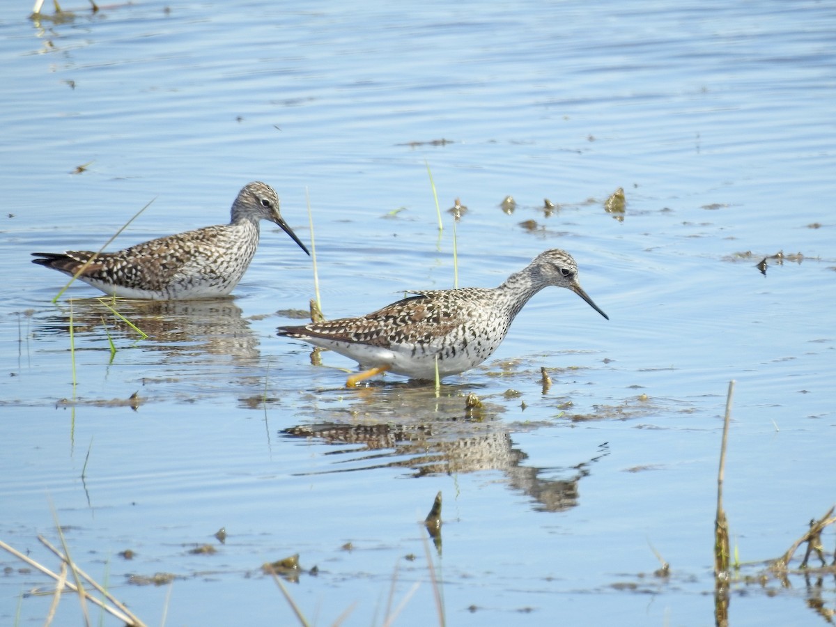 Lesser Yellowlegs - ML56595641