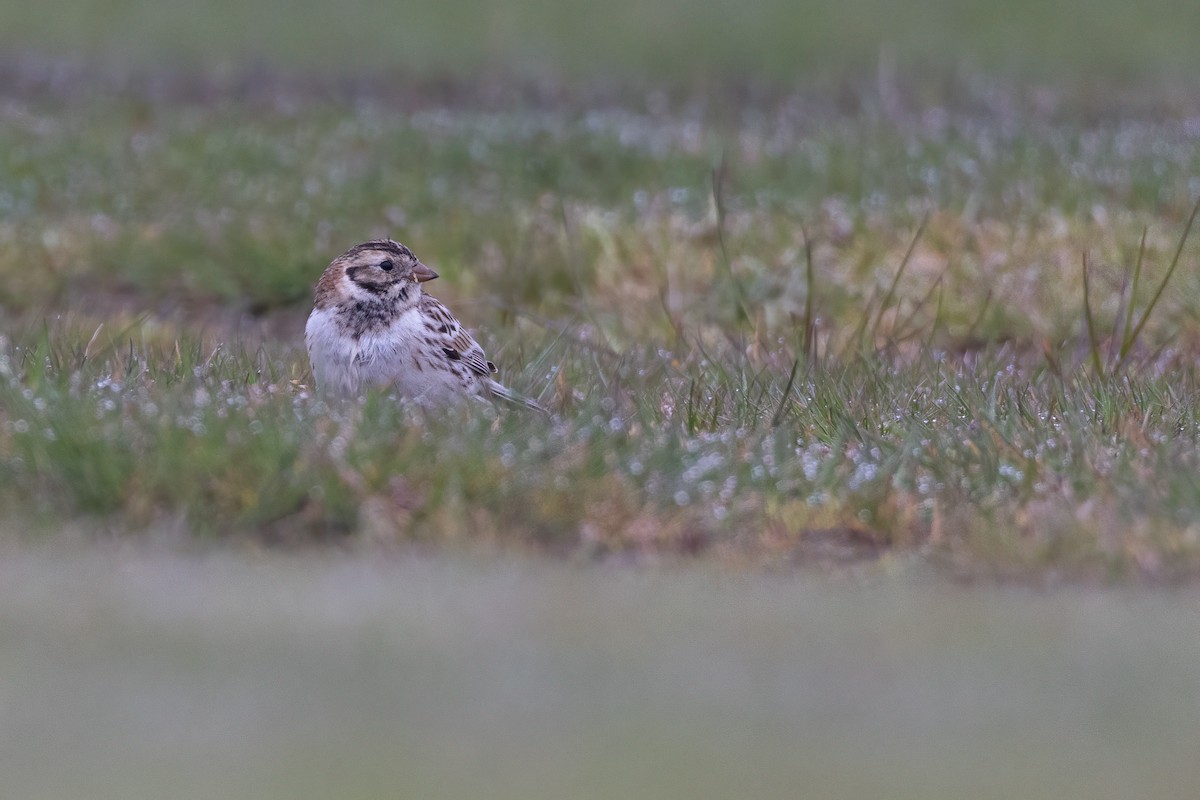 Lapland Longspur - ML565956951