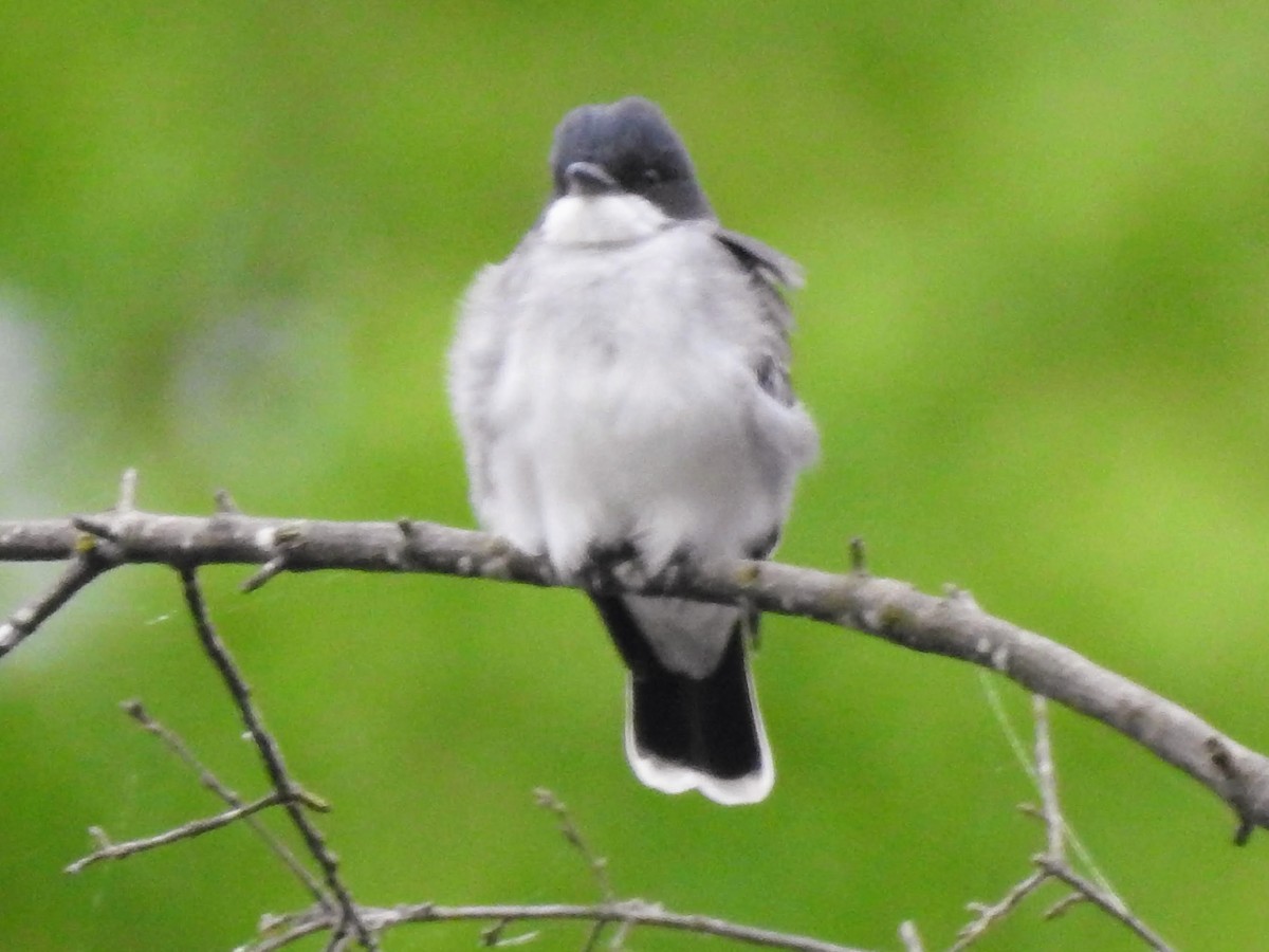 Eastern Kingbird - ML565957321