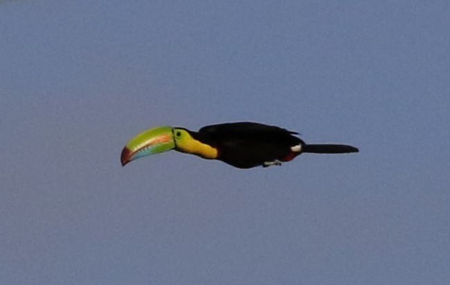 Keel-billed Toucan - ML565957751
