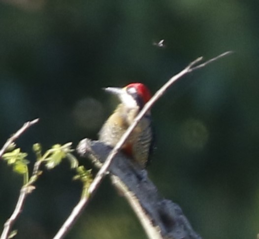 Black-cheeked Woodpecker - ML565957811