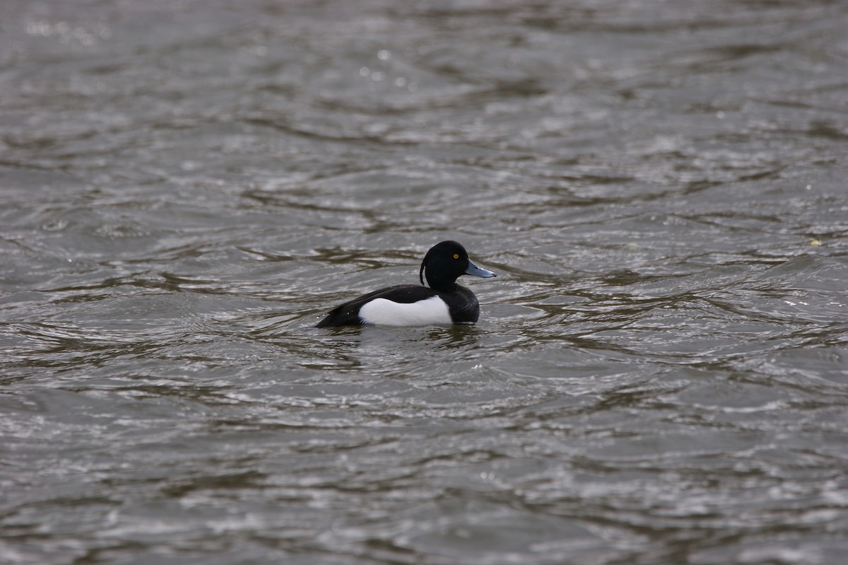 Tufted Duck - ML565958021