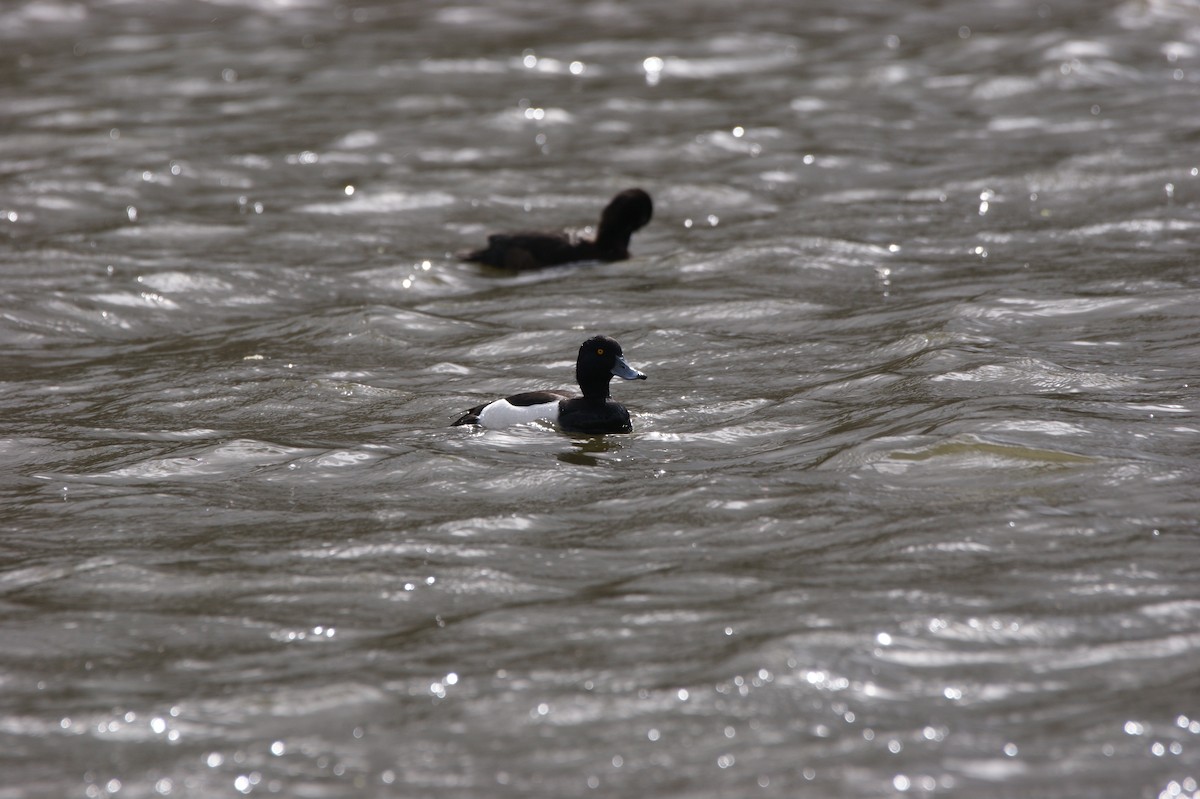 Tufted Duck - ML565958031