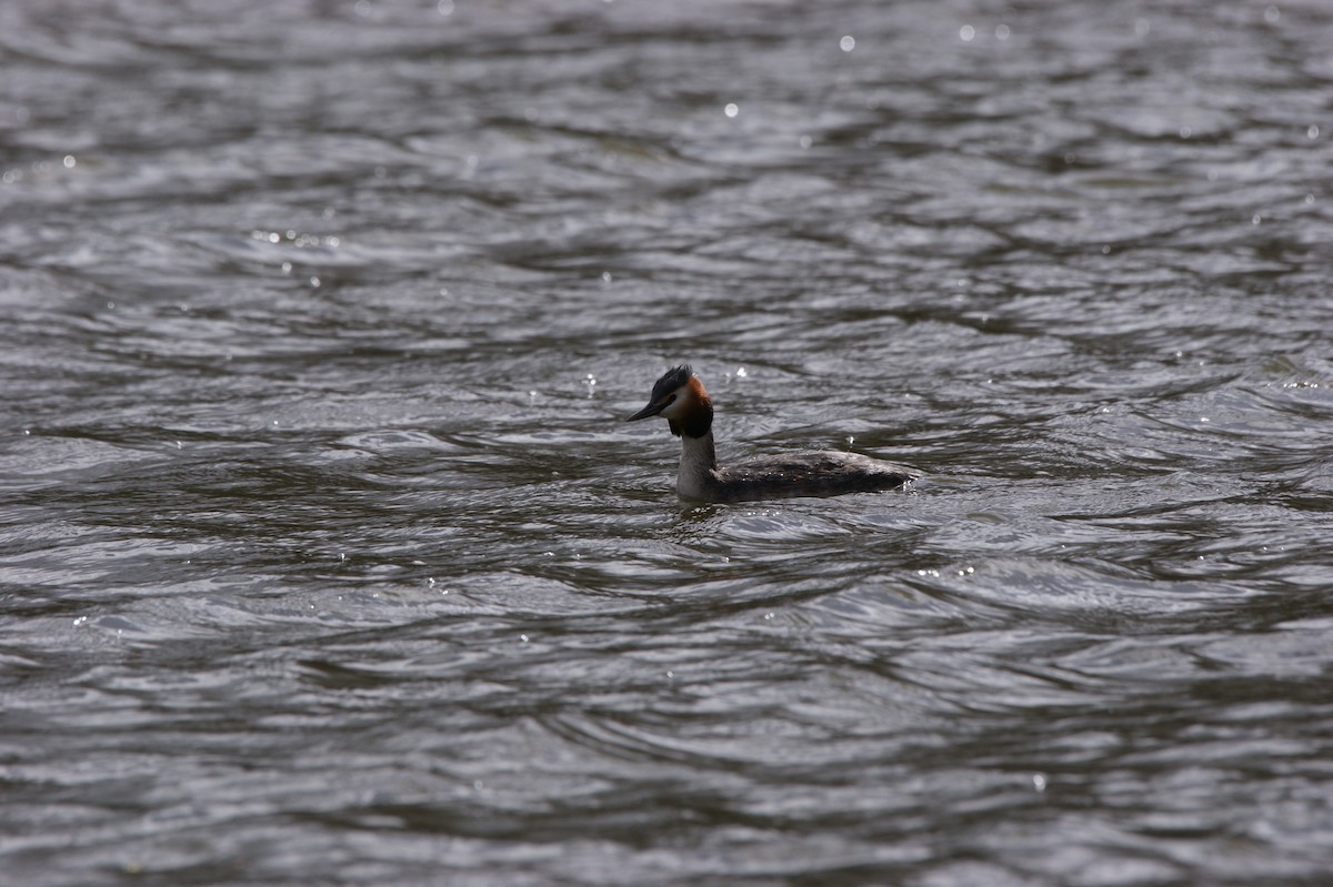Great Crested Grebe - ML565958041