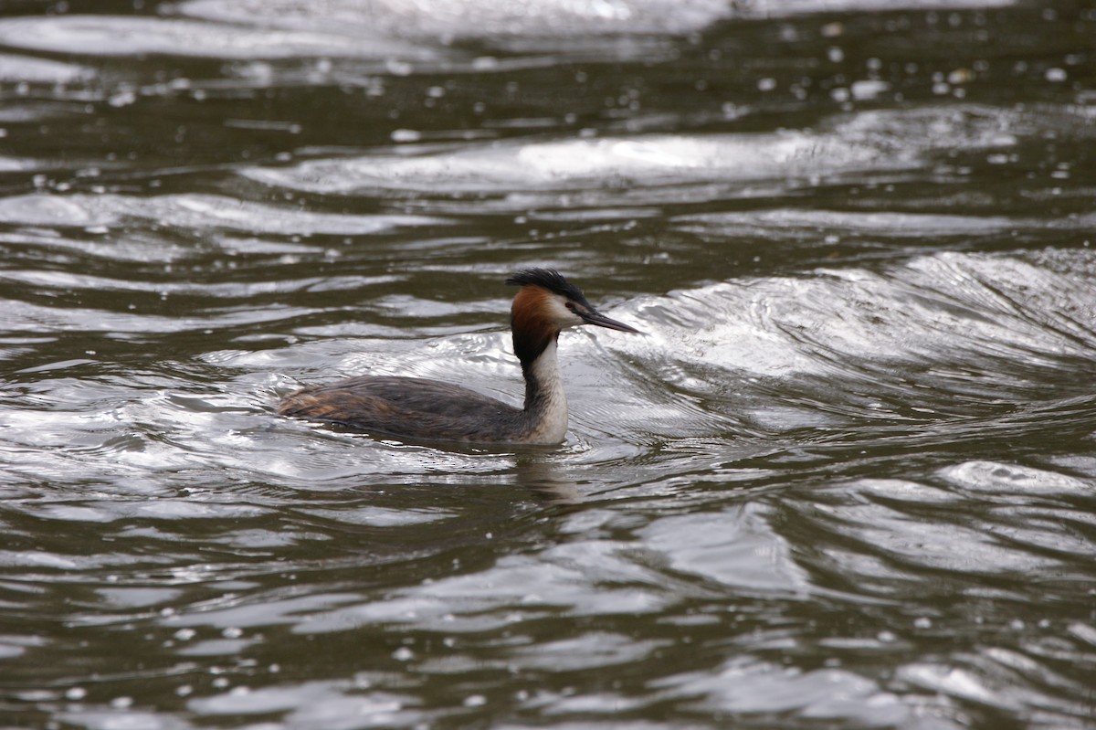 Great Crested Grebe - ML565958061