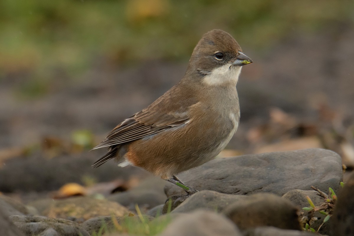 Diuca Finch - Tamara Catalán Bermudez