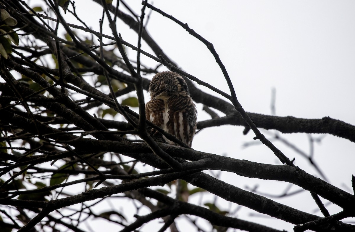 Collared Owlet - Elan James