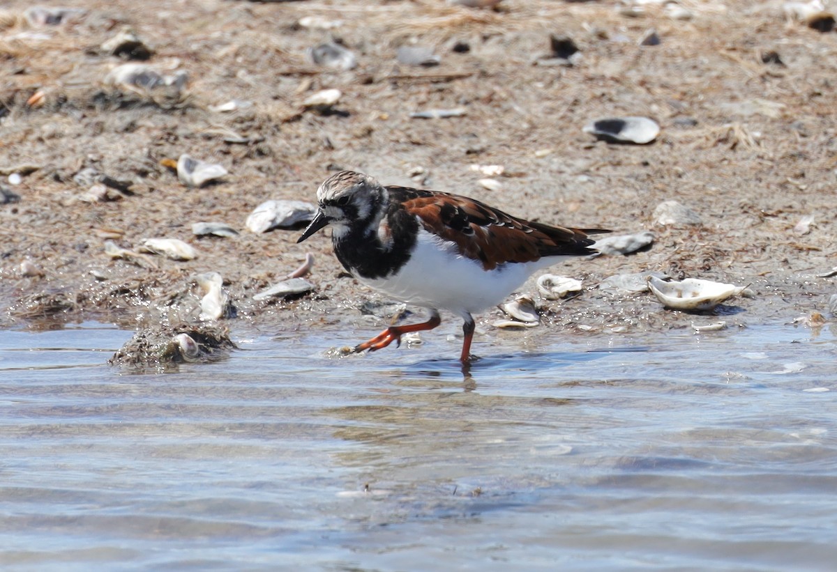 Ruddy Turnstone - ML565958671