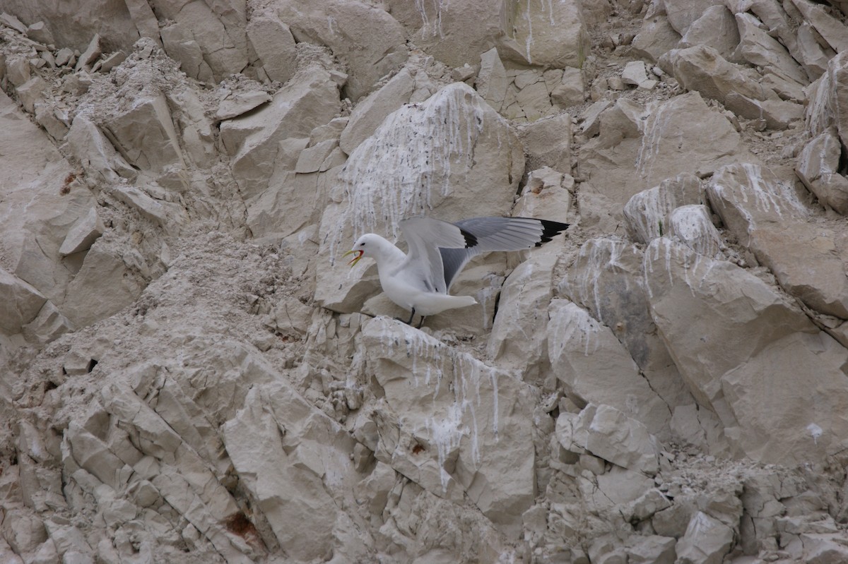 Black-legged Kittiwake - Léo Roumieu