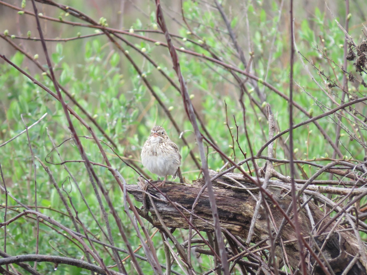 Vesper Sparrow - ML56595931