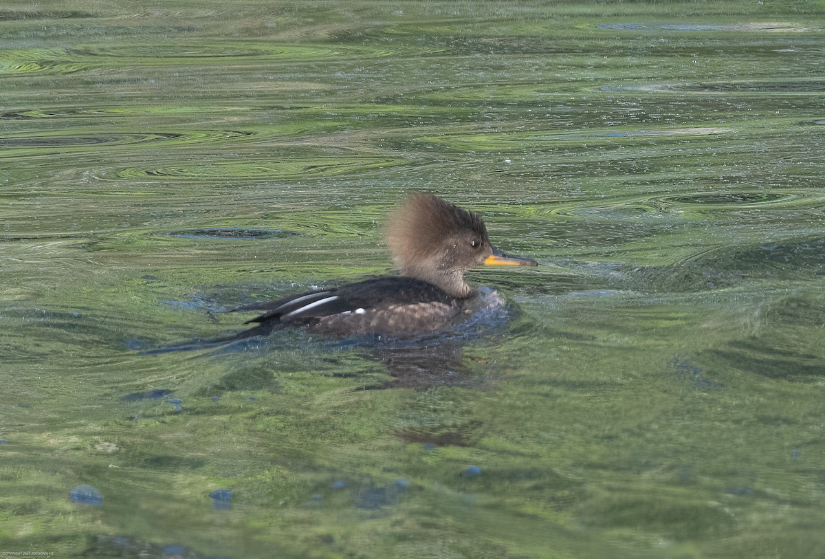 Hooded Merganser - ML565959551