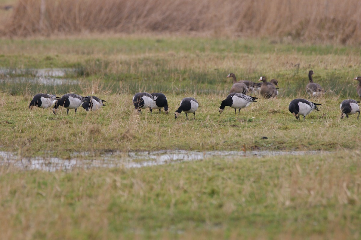 Barnacle Goose - ML565959871